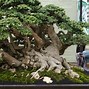 Cara Membuat Bonsai Serut Taman